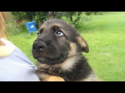 Dogs Being Absolute CHAOS for 20 Minutes Straight 😹