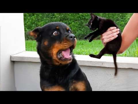 You Will Die Laughing At These Animals 😹 Funniest Cat & Dog and Animal of 2025 Ever!