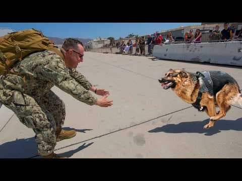 101 Times When Animals Remembered Their Owner After a Long Time Apart 💔