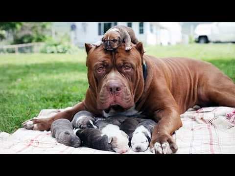 When A Mother’s Love Knows No Species, Even in Animals ❤️