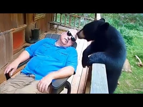 When Animals Turn Into Little Comedians Ringing the Doorbell 🔔 Funniest Animals Video Ever!