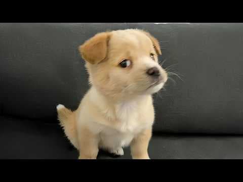 You Will Die From the Cuteness of These Dogs 😍 Top Funniest Puppies in the World!