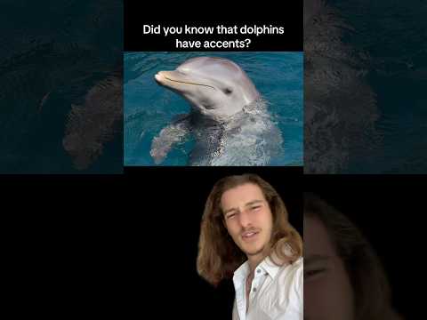 Dolphins Have Accents