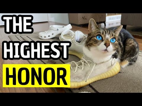 The 8 Greatest Signs of Love From Your Cat (You’re Lucky!)