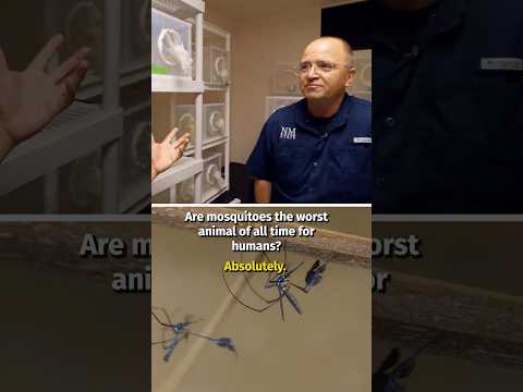 Mosquitoes Are The Most Dangerous Animal In History