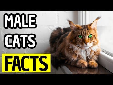 14 Secrets About Male Cats That Will Change Everything. 🐱