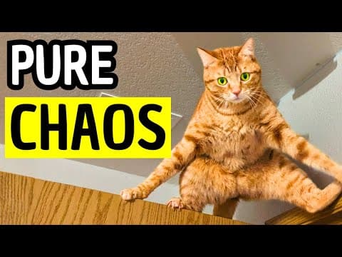 Your Orange Cat Isn’t Broken. It’s Genetics.