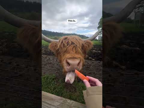 Add this to your bucket list! 🪣📋#travelcouple #travelscotland #scotlandtravel #isleofskye