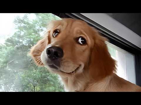 I Wanted a Dog, But God Gave Me a Comedian! 😂 Funny Dog Video Ever!
