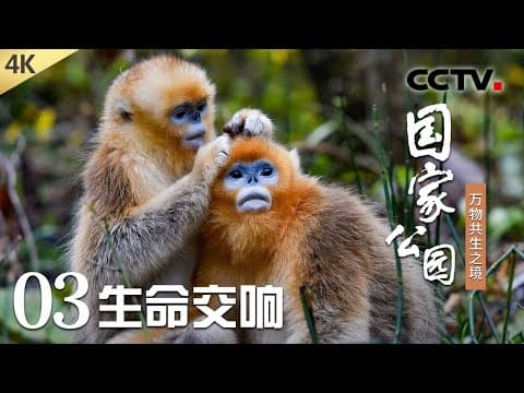 【4K】速来围观大型求偶现场!全程高能,动物们求爱都有哪些千奇百怪的“心机”?《国家公园——万物共生之境》第3集 生命交响 | CCTV「国家公园——万物共生之境」