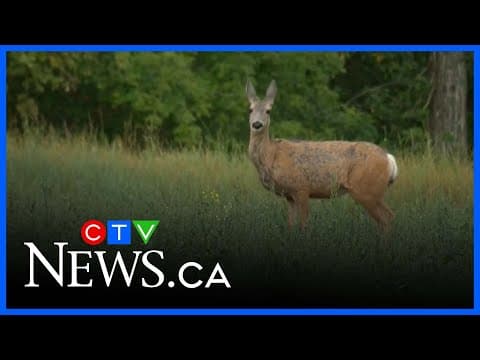 Southern Sask. ranchers report drop in deer numbers