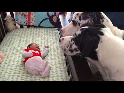 Dog Can't Hold Back His Emotion At First Time Meeting His Baby Sister