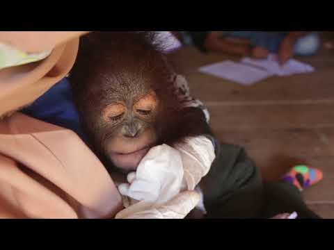 'Subdued and Listless' Baby Orangutan Rescued From Tiny Wooden Cage