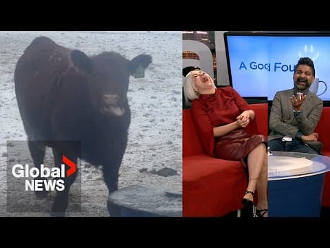 'Amoosing' cow leaves Global News Morning crew in stitches