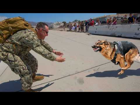 101 Times When Animals Remembered Their Owner After a Long Time Apart 💔