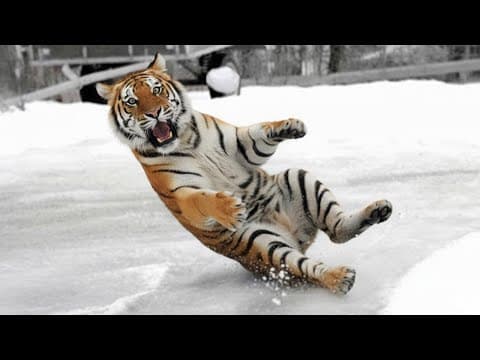 Animals Can’t Control Their Emotions Reacting to Crazy Weather! 😂