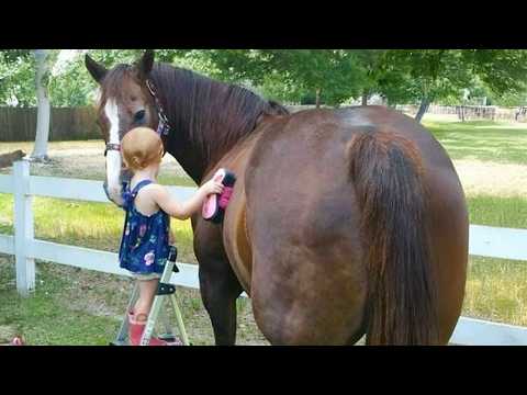 Horses Are The Sweetest Companions for Babies, This Video Proves It ❤️