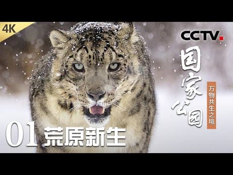 【4K】快来动物学前班,围观小雪豹、小藏狐的“成长第一课”!“羊羊护卫队”上线,藏羚羊迁徙路上竟有“保镖”护送?《国家公园——万物共生之境》第1集 荒原新生 | CCTV「国家公园——万物共生之境」