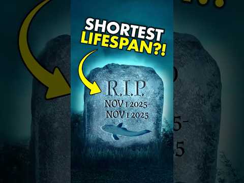 What animal lives the shortest life?