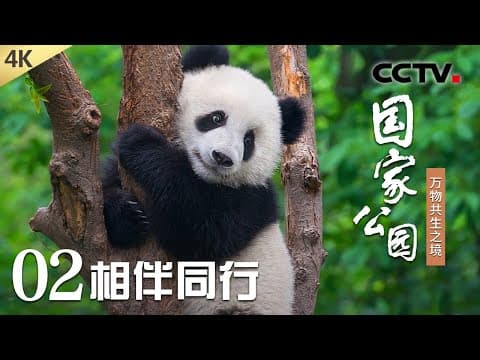 【4K】高萌的“动物育儿vlog”持续更新中!大熊猫、黑颈鹤、滇金丝猴等明星动物如何带娃?《国家公园——万物共生之境》第2集 相伴同行 | CCTV「国家公园——万物共生之境」