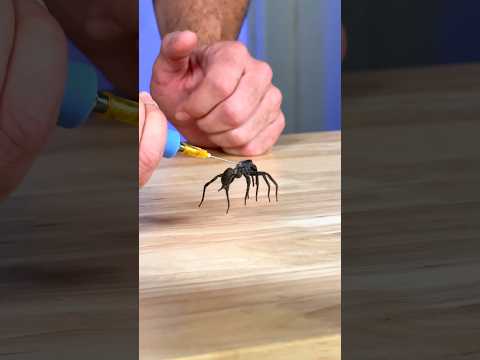 How Do Spider Legs Actually Work?
