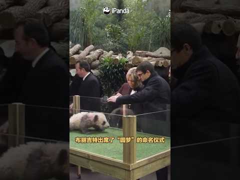法国第一夫人再续熊猫情缘 | CCTV