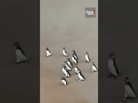 Magellanic penguins released in Brazil after being rescued during migration