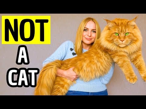 25 Secrets Maine Coon Breeders Are Hiding From You