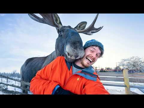 When Animals Surprise Humans in the Craziest Ways 🤪Funny Animal and Human Videos 2025