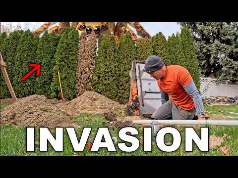 My Backyard Bunker has been compromised