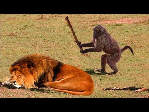 I Dare You Not To Laugh at These FUNNY Animal 🤣 Funniest Animals Videos