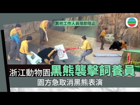 浙江動物園黑熊上台表演前襲擊飼養員 園方取消演出稱將妥善安撫黑熊|兩岸新聞|無綫新聞|TVB News|2025/12/07