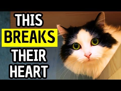 These “Innocent” Habits Quietly Hurt Your Cat’s Feelings Every Day