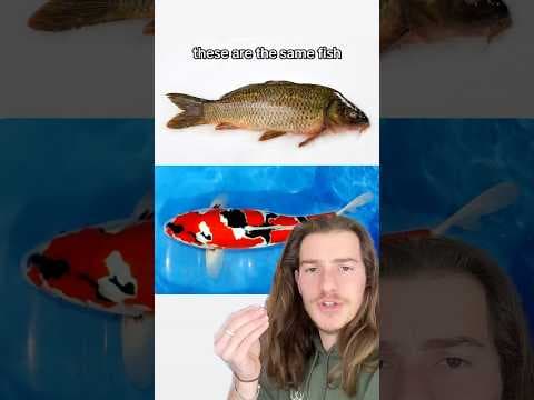 One Of These Fish Is Worth $1.8M