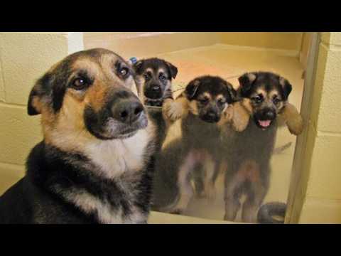 When A Mother’s Love Knows No Species, Even in Animals ❤️