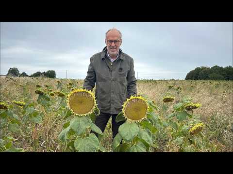 September brings rain, sunflowers & plans for the future. Do I invest or give up farming completely?