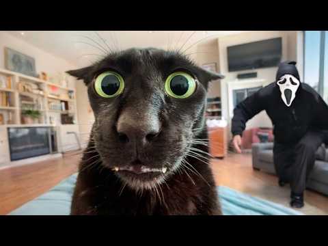 Animals Getting Scared Over Nothing