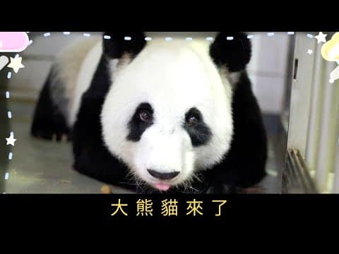 TVB 星期日檔案 大熊貓來了 香港海洋公園的大熊貓添新成員,「樂樂」、「盈盈」誕下龍鳳胎,再有中央贈送的「安安」、「可可」抵港,園方如何悉心照顧?在大熊貓熱潮下,各界如何把握「大熊貓經濟」的商機?