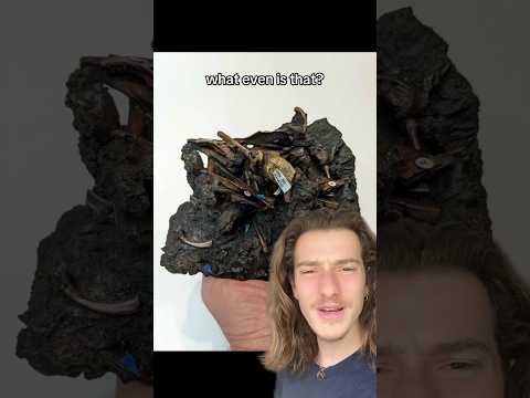 The Most Unusual Fossil