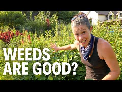 Weeds Are the Answer to Your Garden Problems