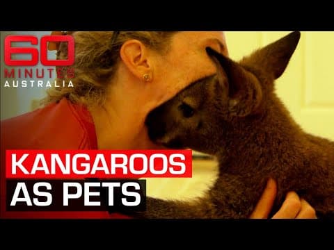 Keeping kangaroos as pets | 60 Minutes Australia