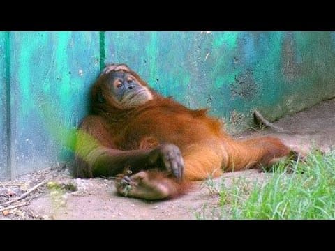 Funniest Animals on the Internet (2025)