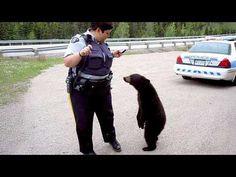 When Animal Distribution System Chooses You in Unexpected Ways 🤣