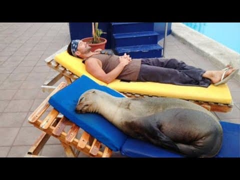 When Comedian Animals Are Imitating Their Humans!