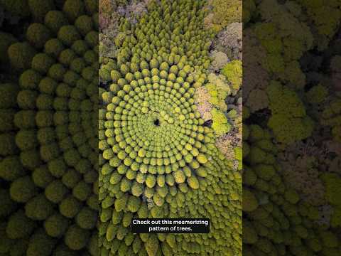 Why Japan grew circular forests