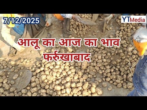 7/12/2025 Potato rate today Farrukhabad Mandi