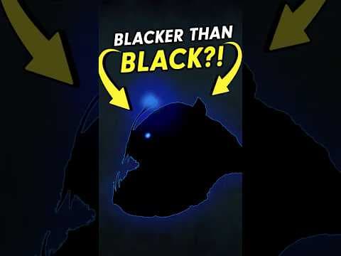 Can YOU See the Blackest Animal on Earth?