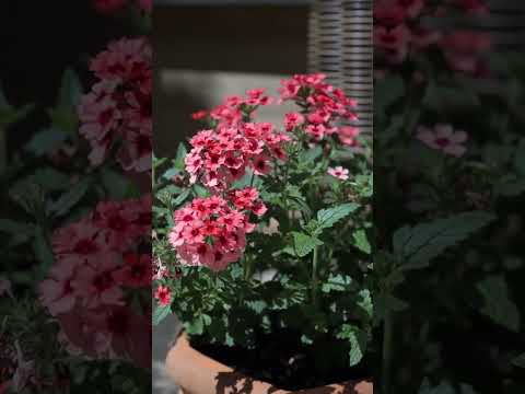 We’re visited the cozy, countryside-inspired London flat of content creator Flossie Taylor. 🥰🏙🏡