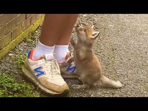 When the Animal Distribution System Decides You Deserve a Gift 😹