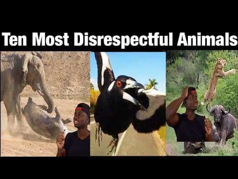 Top 10 Animals with Black Air Force Energy